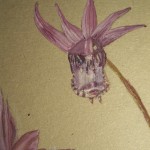 Calypso Orchid #2