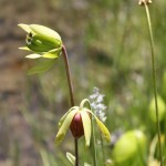pitcher plant flower and seed