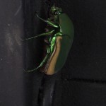 Cicada on edge of gas pump #2