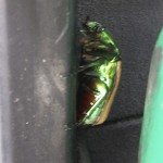 Cicada on the edge of a gas pump