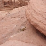 chipmunk at Delicate Arch
