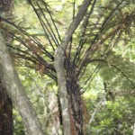 IMG_1455.jpg--more fern tree