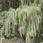 IMG_1459.jpg--foliage of the rimu tree
