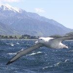 IMG_1689.jpg--closeup & albatross & mts.