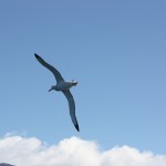 IMG_1698.-Royal AlbatrossPG