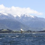 IMG_1699.jpg-mountains & albatross