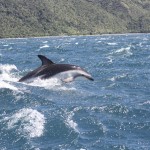 IMG_1749.jpg-leaping dolphin