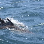 IMG_1757.jpg--3 dolphins diving