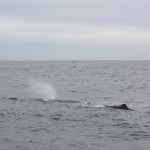 sperm whale, spouting