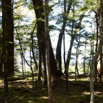 IMG_2178.JPG-beech forest