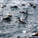 IMG_2557.JPG-several species albatross