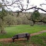 Mary Oliver bench