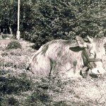 cow and kids0001