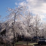 icy-trees
