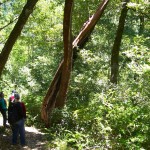 Large madrone along Kelsey Trail. Huckleberries