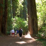 redwoods & people