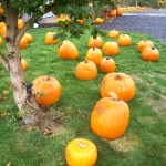 mostly pumpkins