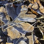 frost on oak leaf